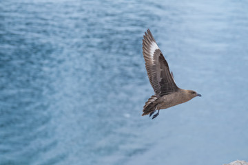 Great Skua flying over a breeding penguin colony for a chance to steal an egg or chick, Danko Island, Antarctica