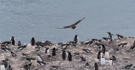 Great Skua flying over a breeding penguin colony for a chance to steal an egg or chick, Danko Island, Antarctica