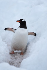 Obraz premium Gentoo penguin merrily making its way to the ocean using a deep snow penguin highway, Chiriguano B ay, Danko Island, Antarctica