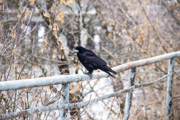 A Black crow sitting on a metal fence with trees in the background