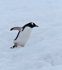A gentoo penguin climbing snowy hills back to the rookery, Chiriguano Bay, Danko Island, Antarctic Peninsula, Antarctica