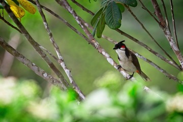 red-whiskered bulbul in a tree
