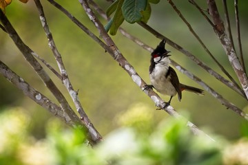 red-whiskered bulbul in a tree