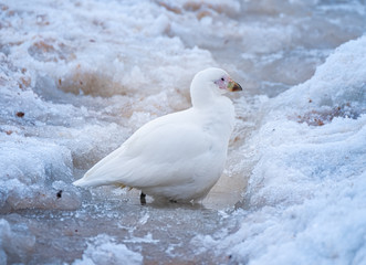 Snowy sheathbill (Chionis albus), the only land bird native to the Antarctic continent.Chiriguano Bay, Danko Island, Antarctic Peninsula, Antarctica