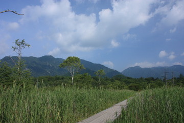 夏の湿原