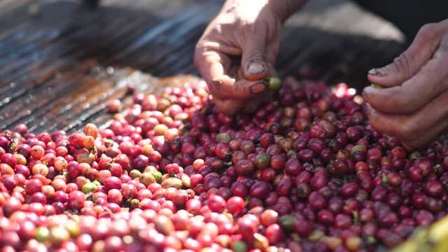 A worker's hands selecting ripe coffee berries for high quality coffee bean.
