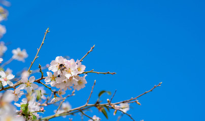 Blooming almond tree flower, green leaves with bumblebee on blue sky background. Spain in January. Flowering trees as symbol of coming spring. White almond flowers and buds on branch with copy space. 