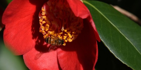 abeille sur une fleur de camélia