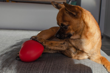 Brown chihuahua lying on a couch and playing with a heart-shaped toy