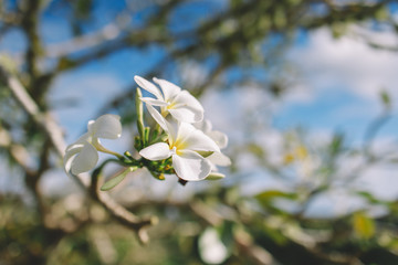 plumeria