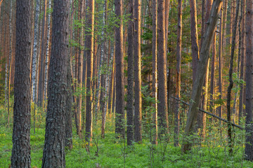 Obraz premium Wonderful pine forest in spring. European pine forest