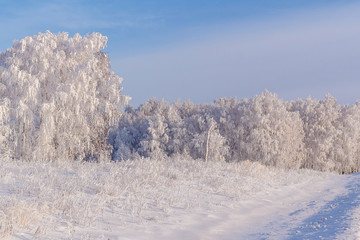 Beautiful winter forest in the other