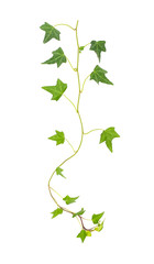 Fototapeta na wymiar green ivy isolated on a white background.