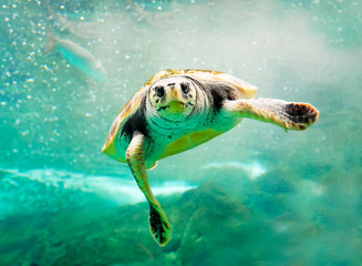 Green Turtle in sea