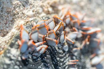 tiny seashell molluscs on the sand