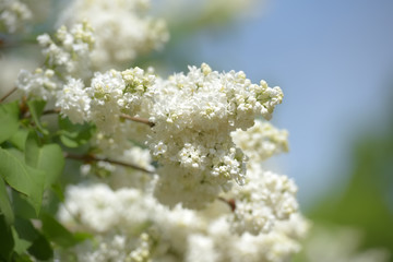 white lilac on a bush