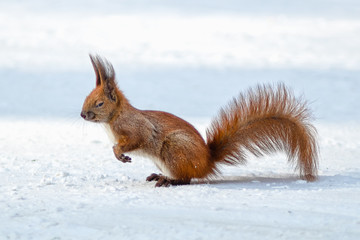 Naklejka na ściany i meble Cute funny red squirrel sitting in the snow 