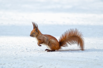 Cute funny red squirrel sitting in the snow with crazy eyes