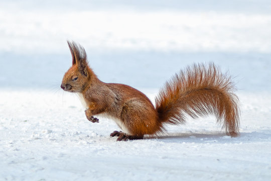 Cute funny red squirrel sitting in the snow © Solomiia