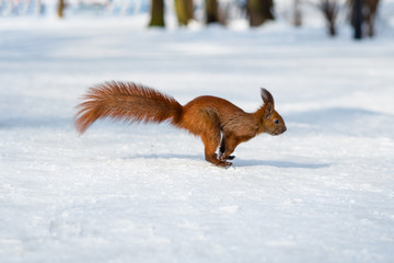 Cute funny red squirrel running through the snow