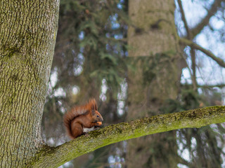 red squirrel, sit, snow, tree, eat nut, walnut, big tail