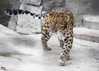 Amur leopard. This is a predatory mammal from the cat family. Unique species under threat of extinction.