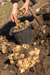 edible roots of Jerusalem artichokes