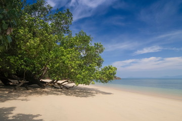 view of Mangrove tree on white sand beach with blue-green sea and blue sky background, Kwang Peeb Beach, Ao Kwang Peeb, Ko Phayam (Ko Payam) island, Ranong, southern of Thailand.
