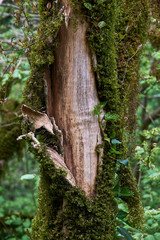 Wood texture, tree without bark