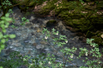 Flowering Caucasian Mountain Canyon vegetation.Balda canyon vegetation