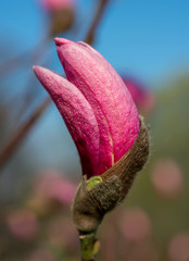 Bud on a branch of pink magnolia close-up