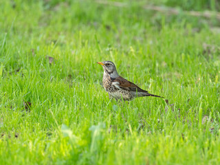 The fieldfare (Turdus pilaris) is a member of the thrush family Turdidae.