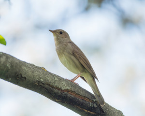 The thrush nightingale (Luscinia luscinia) in a typical ecosystem. 