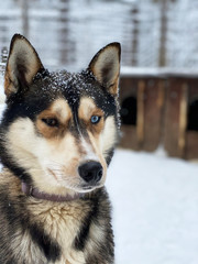 Siberian Husky, blue eyes. Dog is walking on snow.
