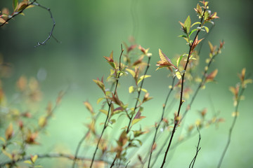 branches of a shrub in early spring with small pink-green young leaves on a green blurred background