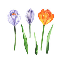 Watercolour hand painted botanical gentle spring tulip flowers illustration set isolated on white background