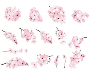 Fototapeta Beautiful blossoming pink sakura flowers on branches. obraz
