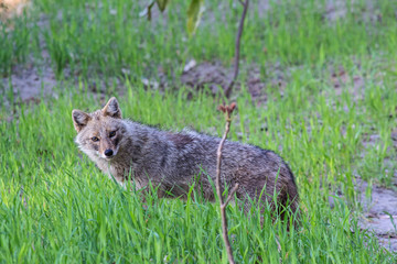 fox in grass looking for food.