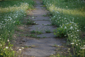 a narrow asphalted path between wild carrot flowers (Daucus carota), with grass sprouting through the cracks.