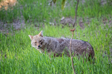 red fox in grass
