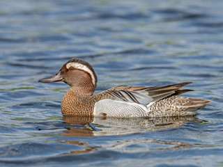  Male garganey (Spatula querquedula) on the water. The garganey (Spatula querquedula) is a small dabbling duck.