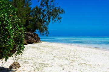 tropical beach with trees