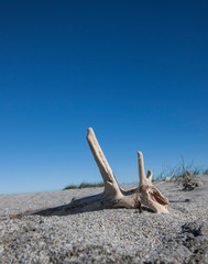 Fototapeta na wymiar Beach and driftwood near Haast. Westcoast New Zealand
