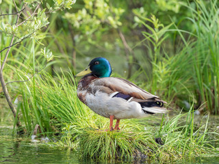 The male mallard (Anas platyrhynchos) in a typical breeding ecosystem.
