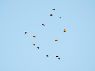 A flock of birds in flight on a background of blue sky. A flock of starlings in flight. Bird migration concept.