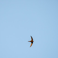 The common swift (Apus apus) in flight. 