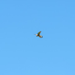 The common kestrel (Falco tinnunculus) in flight.