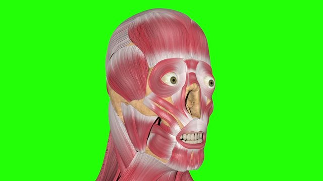 Masseter Muscles