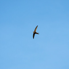 The common swift (Apus apus) in flight. 