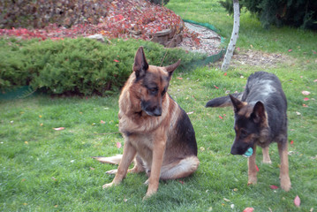 Two german shepherds on a green lawn
